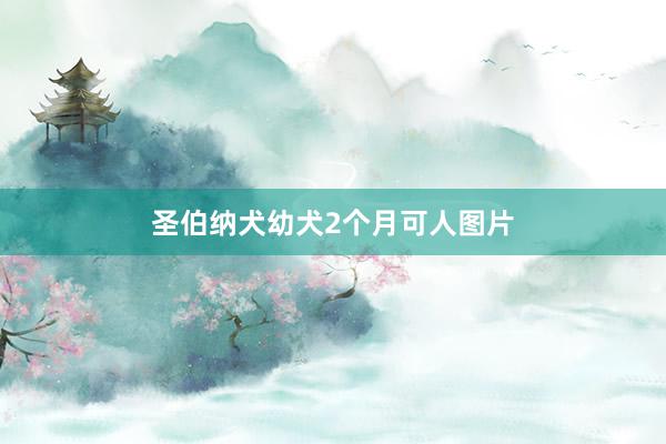 圣伯纳犬幼犬2个月可人图片